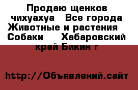 Продаю щенков чихуахуа - Все города Животные и растения » Собаки   . Хабаровский край,Бикин г.